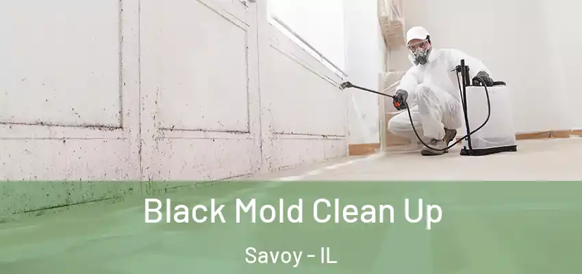  Black Mold Clean Up Savoy - IL