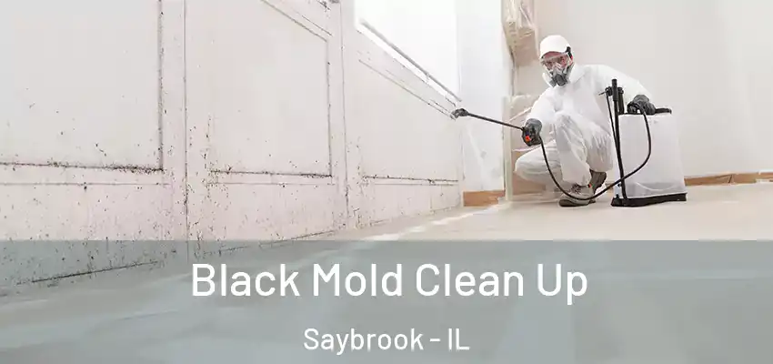  Black Mold Clean Up Saybrook - IL
