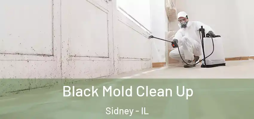 Black Mold Clean Up Sidney - IL