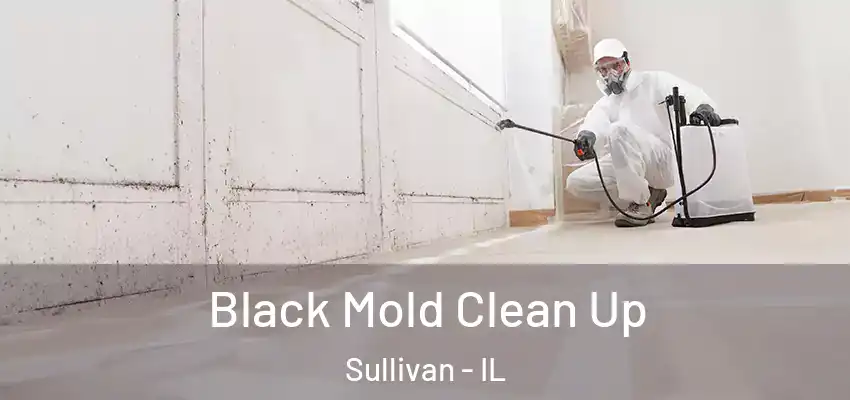  Black Mold Clean Up Sullivan - IL