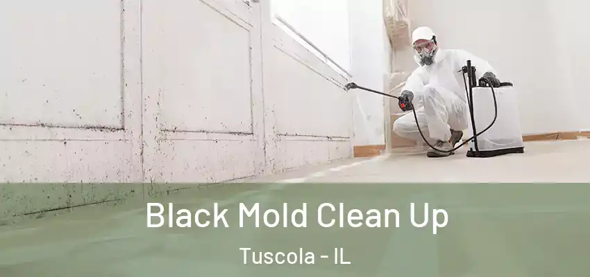 Black Mold Clean Up Tuscola - IL