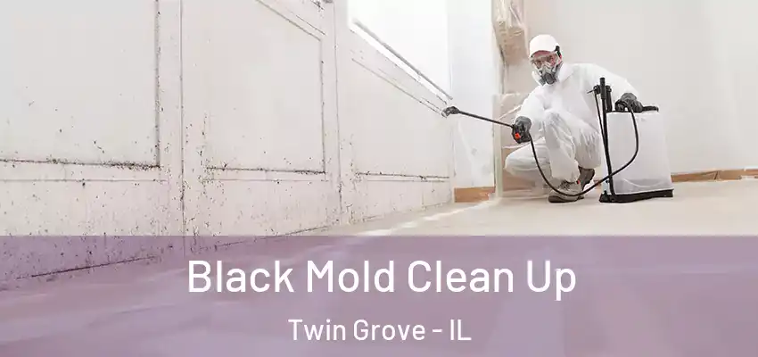  Black Mold Clean Up Twin Grove - IL