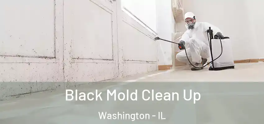  Black Mold Clean Up Washington - IL
