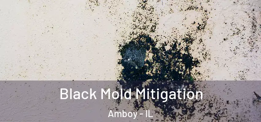 Black Mold Mitigation Amboy - IL