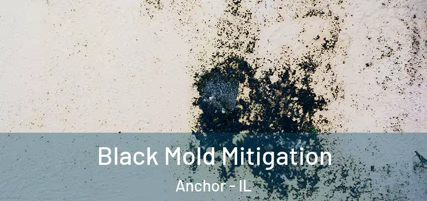  Black Mold Mitigation Anchor - IL