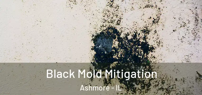  Black Mold Mitigation Ashmore - IL