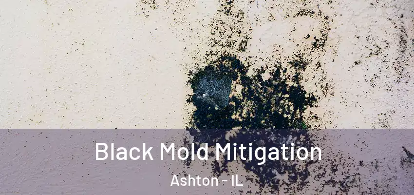  Black Mold Mitigation Ashton - IL