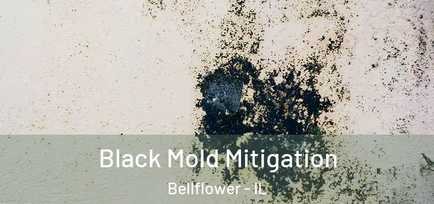 Black Mold Mitigation Bellflower - IL