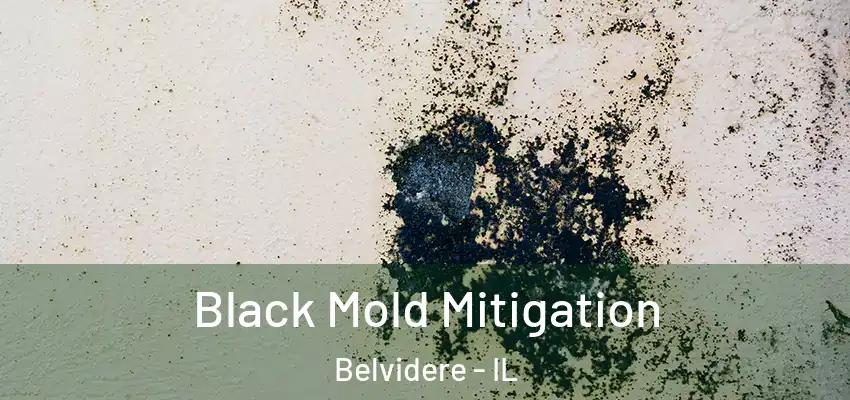  Black Mold Mitigation Belvidere - IL
