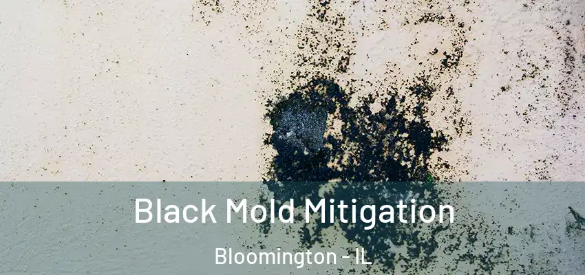 Black Mold Mitigation Bloomington - IL