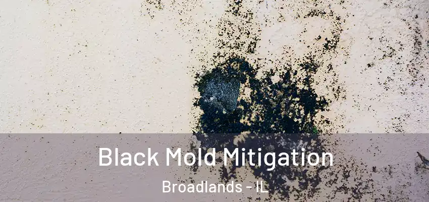  Black Mold Mitigation Broadlands - IL