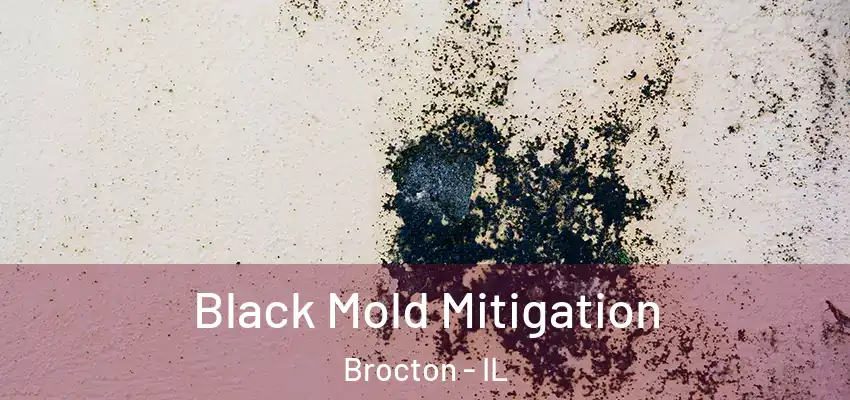  Black Mold Mitigation Brocton - IL