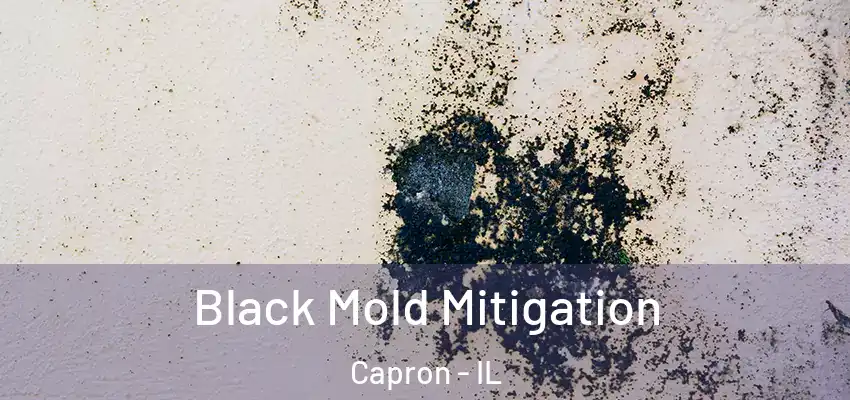  Black Mold Mitigation Capron - IL