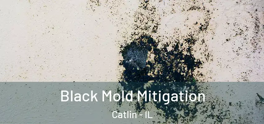  Black Mold Mitigation Catlin - IL