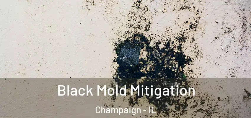 Black Mold Mitigation Champaign - IL