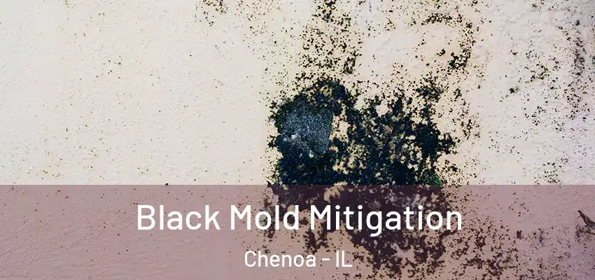  Black Mold Mitigation Chenoa - IL