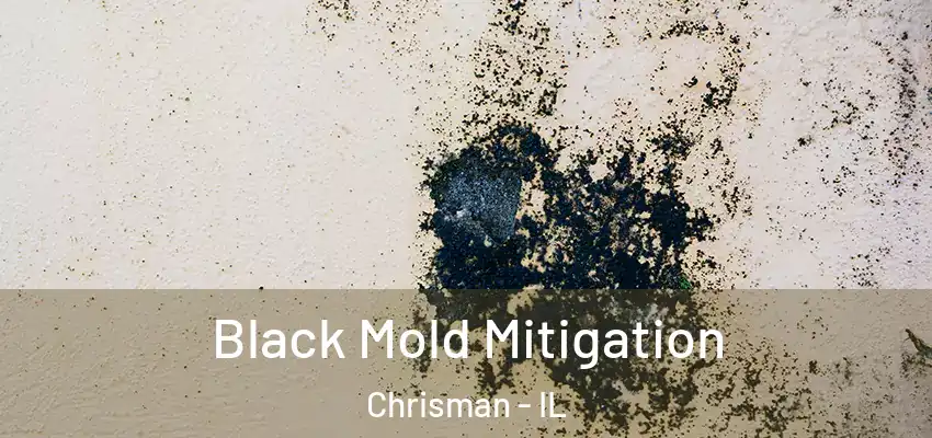  Black Mold Mitigation Chrisman - IL