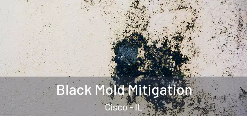  Black Mold Mitigation Cisco - IL