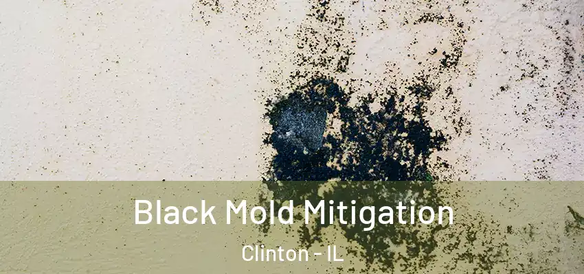  Black Mold Mitigation Clinton - IL