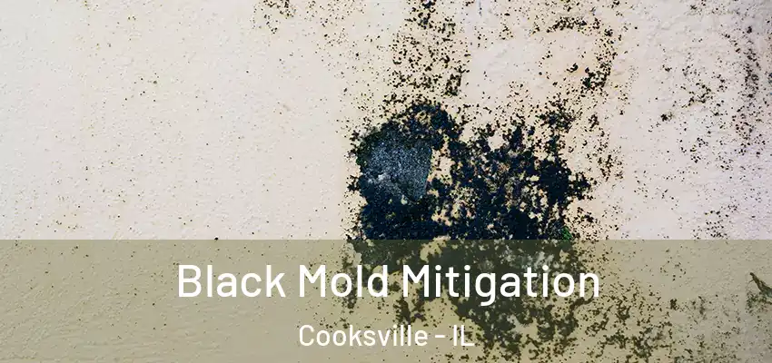  Black Mold Mitigation Cooksville - IL