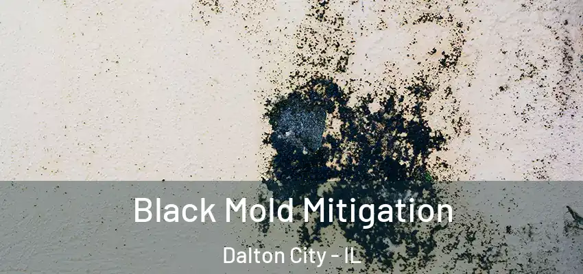  Black Mold Mitigation Dalton City - IL