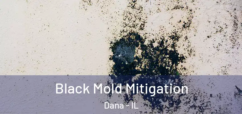 Black Mold Mitigation Dana - IL