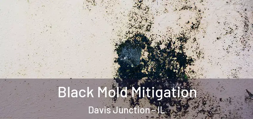  Black Mold Mitigation Davis Junction - IL