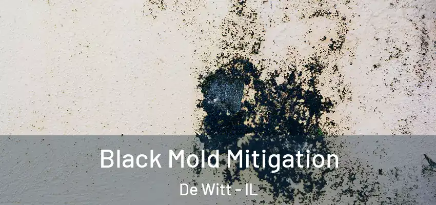  Black Mold Mitigation De Witt - IL