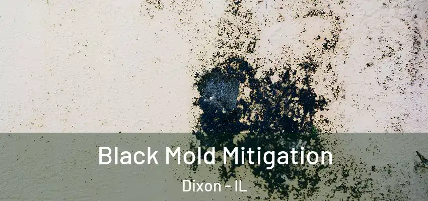 Black Mold Mitigation Dixon - IL