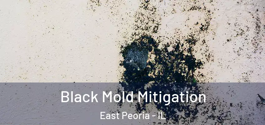  Black Mold Mitigation East Peoria - IL