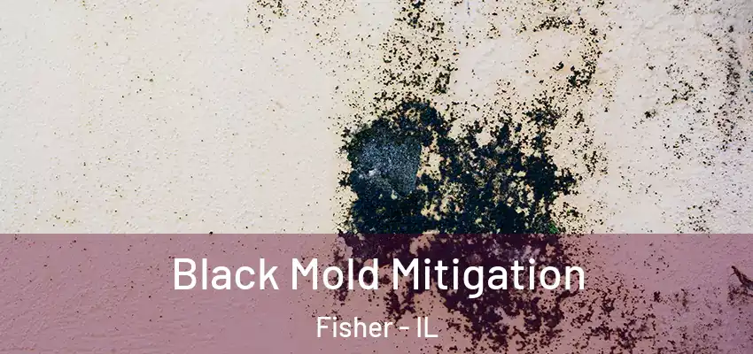  Black Mold Mitigation Fisher - IL