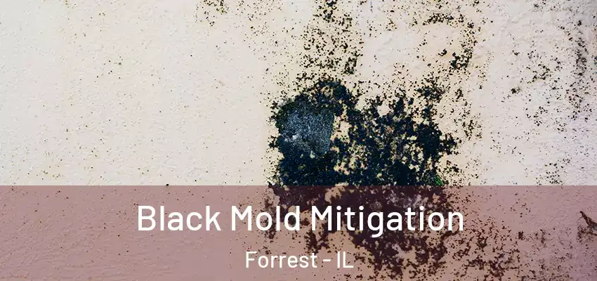  Black Mold Mitigation Forrest - IL