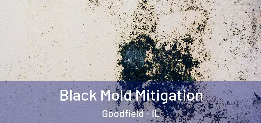  Black Mold Mitigation Goodfield - IL
