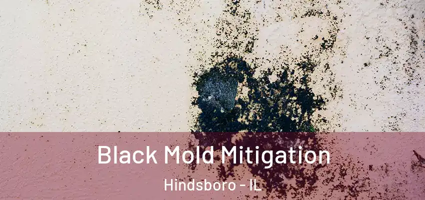  Black Mold Mitigation Hindsboro - IL