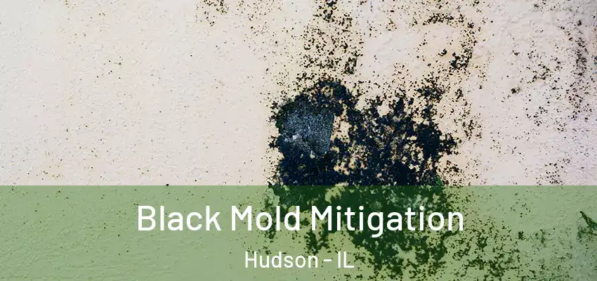  Black Mold Mitigation Hudson - IL