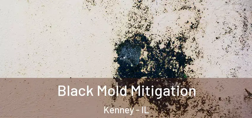  Black Mold Mitigation Kenney - IL