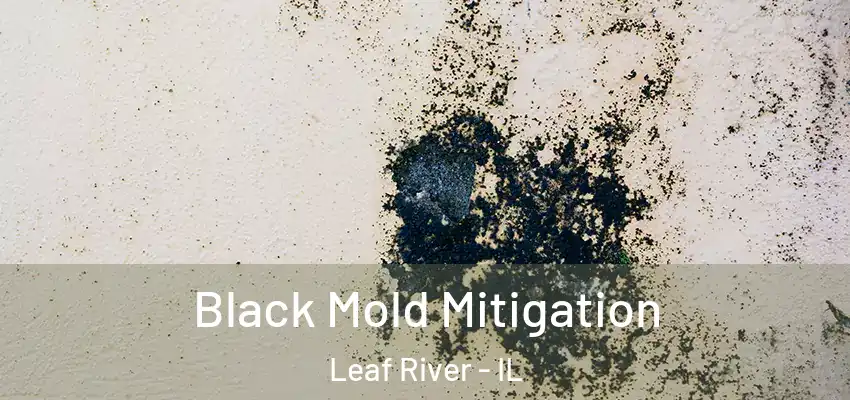  Black Mold Mitigation Leaf River - IL