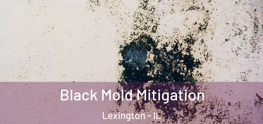  Black Mold Mitigation Lexington - IL