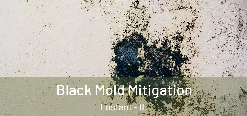  Black Mold Mitigation Lostant - IL