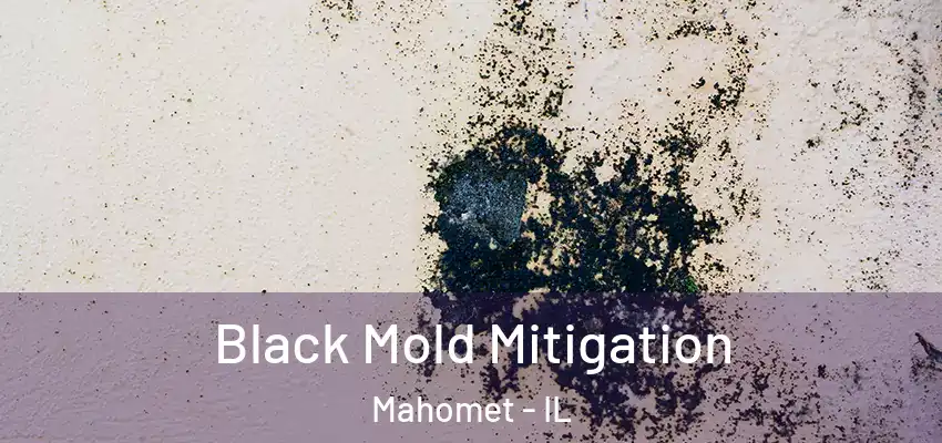 Black Mold Mitigation Mahomet - IL