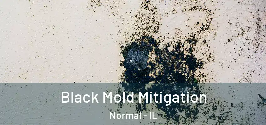  Black Mold Mitigation Normal - IL
