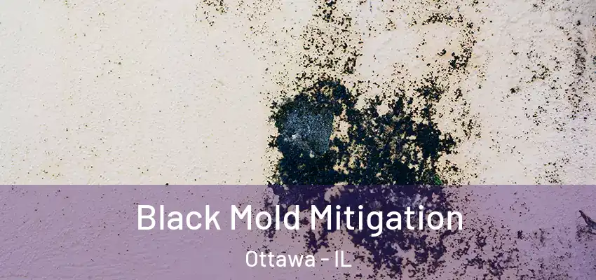  Black Mold Mitigation Ottawa - IL