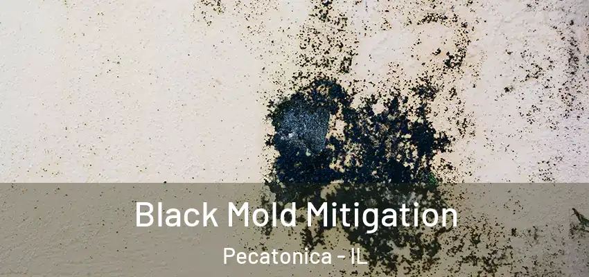  Black Mold Mitigation Pecatonica - IL