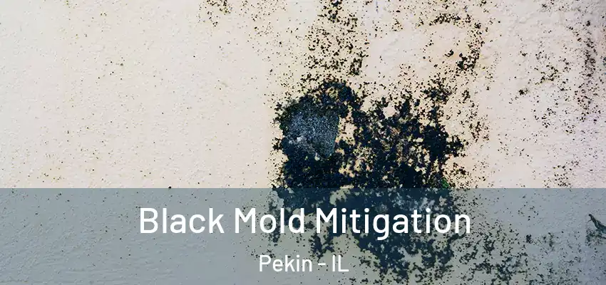  Black Mold Mitigation Pekin - IL