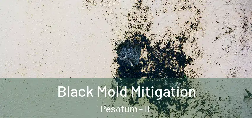  Black Mold Mitigation Pesotum - IL