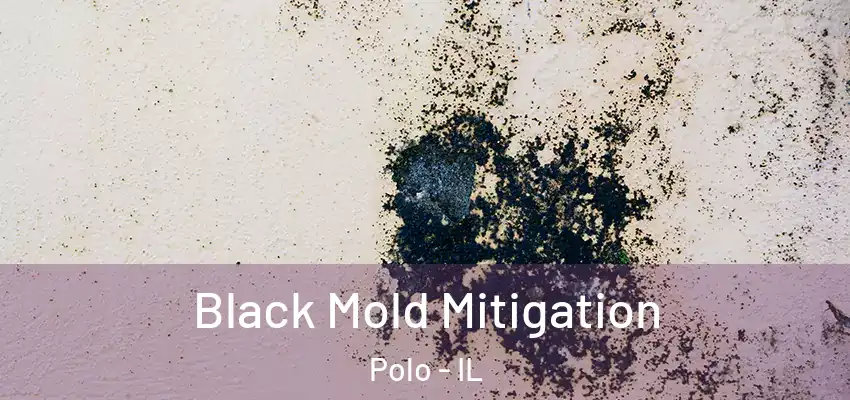  Black Mold Mitigation Polo - IL
