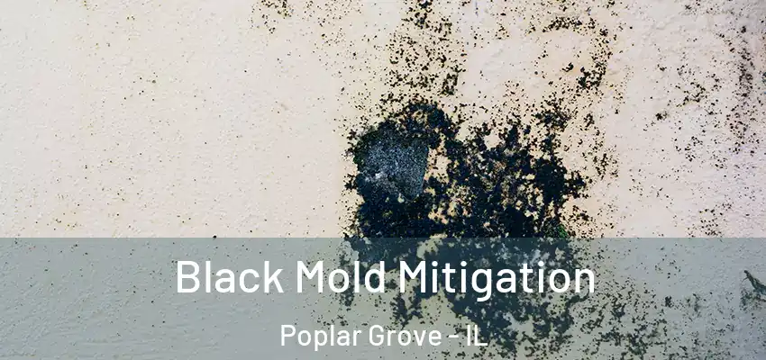  Black Mold Mitigation Poplar Grove - IL