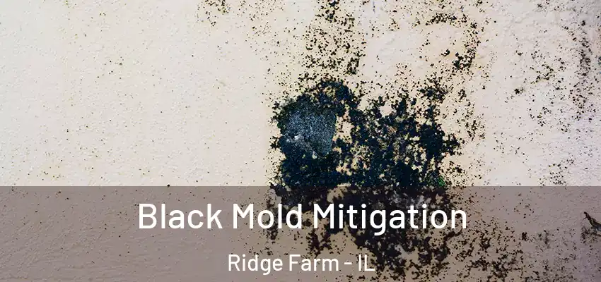  Black Mold Mitigation Ridge Farm - IL