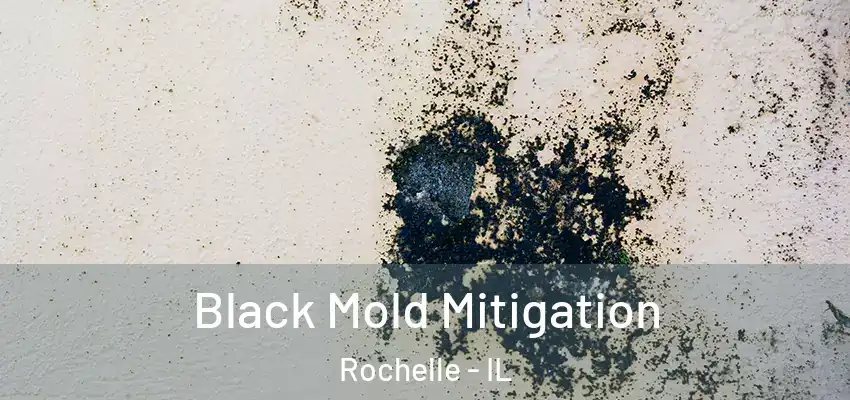 Black Mold Mitigation Rochelle - IL