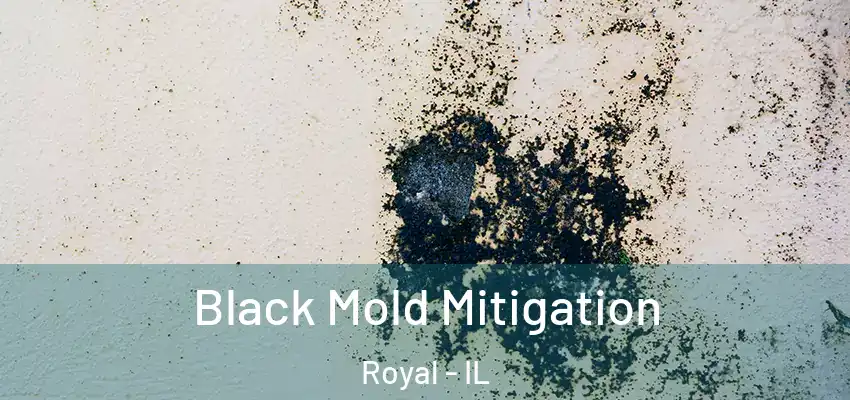  Black Mold Mitigation Royal - IL
